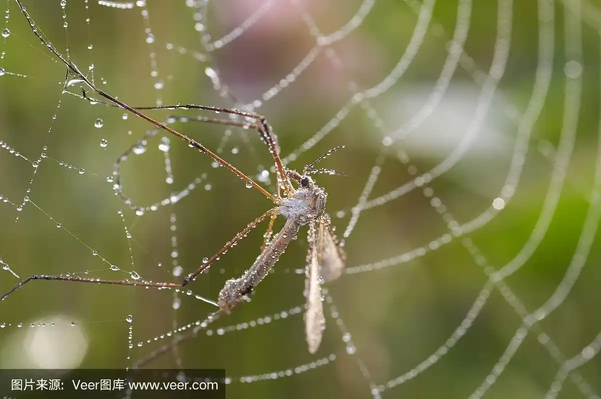蚊子在蜘蛛网