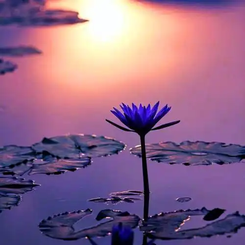 佛系图片头像禅意荷花