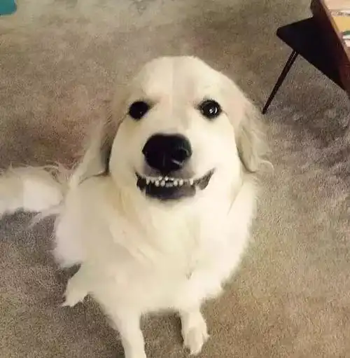 这充满爱意的小眼神怕是世上最爱你的了