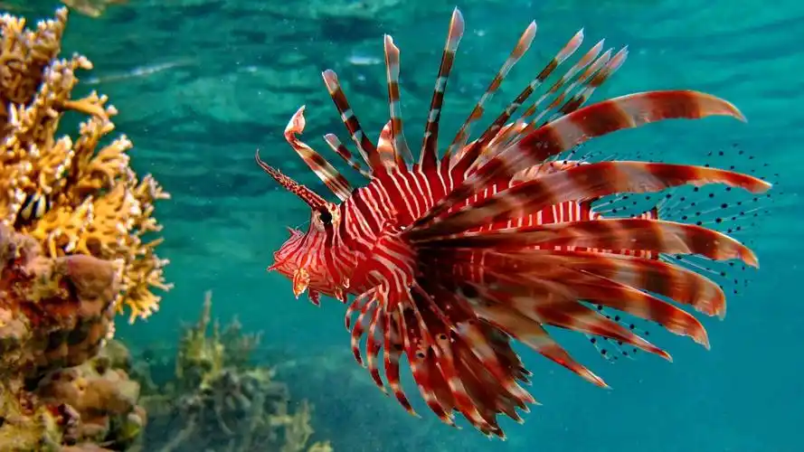 我很美可是我很危险要——有毒的海洋生物