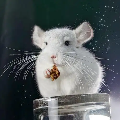 龙猫公仔活物活体笼子稀有宠物打过疫苗好养龙猫