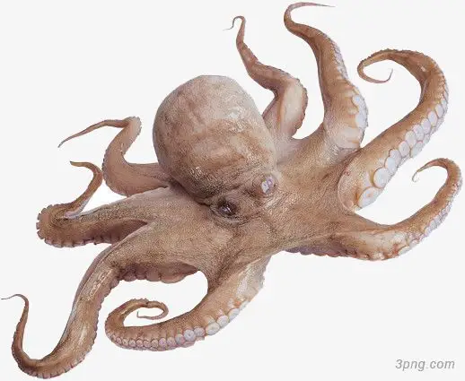 实物章鱼png素材透明免抠图片装饰效果