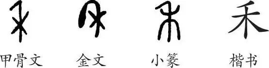 《禾》字义,《禾》字的字形演变,小篆隶书楷书写法《禾》