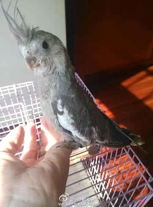 出一个白脸原始玄凤bb(也就是黑牛) 仅限. 来自小小的鸟蛋 - 微博