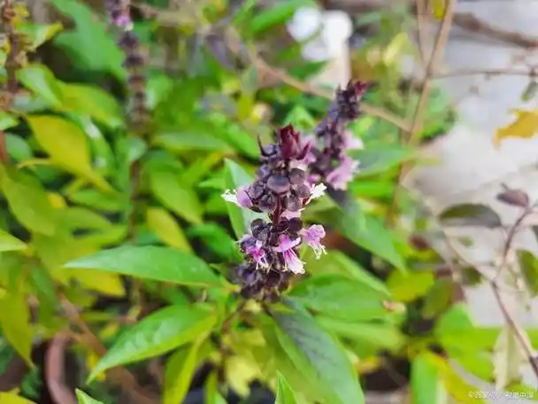 认识中国的植物之十七——玄参