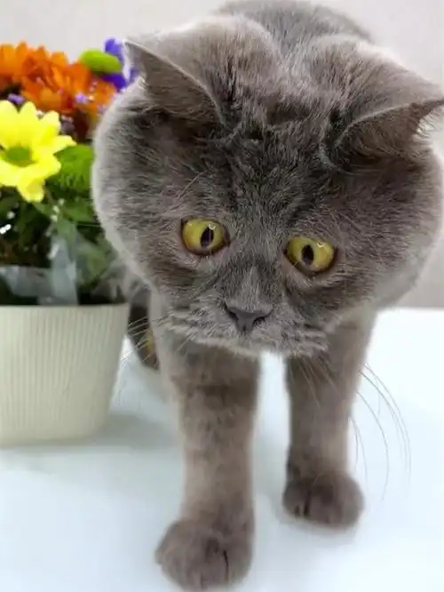 俄罗斯网红猫天生表情包脸吸了30多万粉