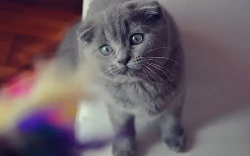 苏格兰折耳猫 动物壁纸 动物图片大全 动物桌面壁纸大全 免费动物高清