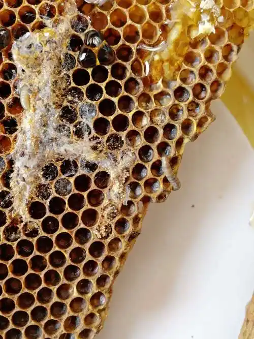 蜂巢害虫猖獗:上面介绍了蜂巢高温跟缺少储蜜的蜂群不喜欢上脾,这就给