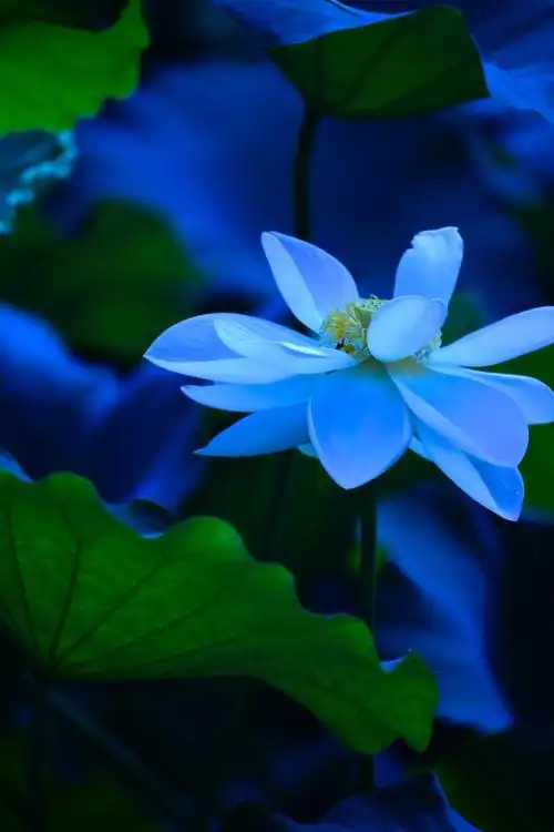 我爱荷花岀淤泥而不染,濯清涟而不妖的洁身自好.