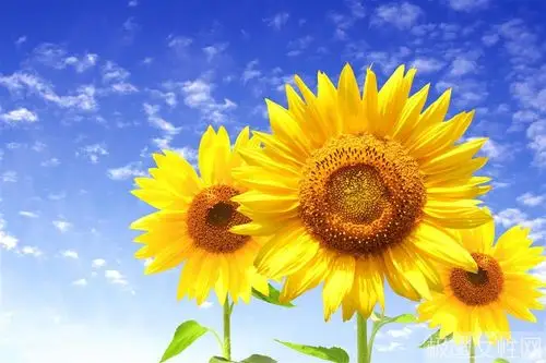 太阳花的花语是什么(最漂亮的10种蝴蝶兰)