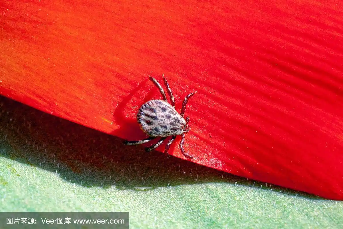 红色花朵上的蜱虫