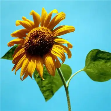 微信最吉利的好看头像向日葵 好看的微信头像向日葵图片-微信头像