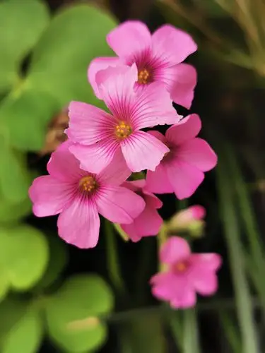 小花小草,初夏风景!