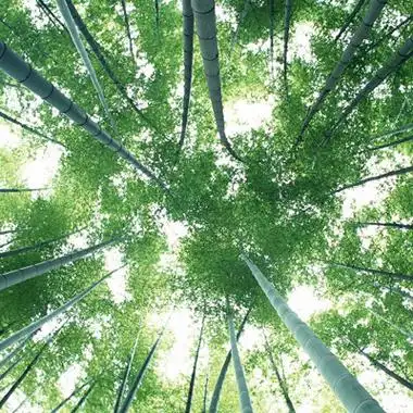 竹子头像唯美意境图片 好看的竹子高清微信头像