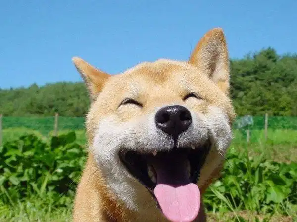 gǒu为什么吐舌头(gǒugǒu睡觉爱吐舌头,主人别以为只是在mài萌,有