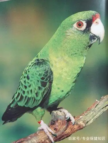 贾丁氏鹦鹉好看的壁纸:鸟体为绿色!