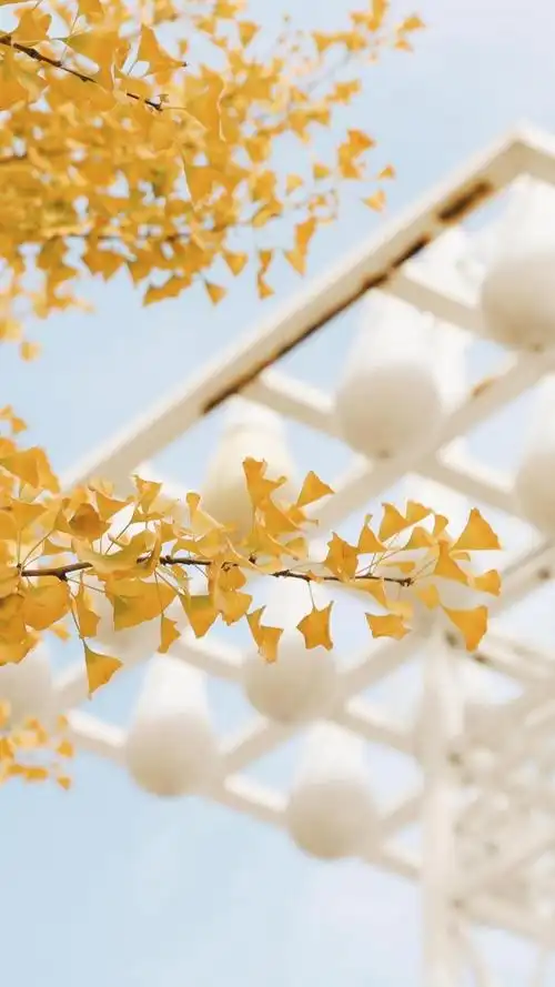 清新银杏唯美文艺暖色系摄影