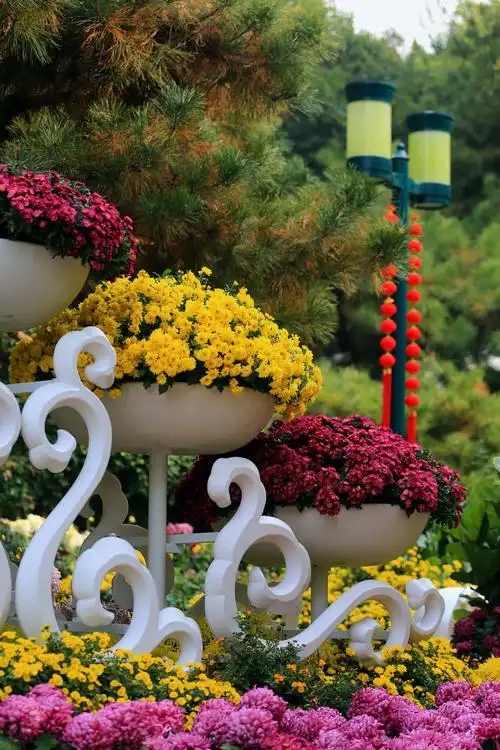 济南趵突泉2020菊花展