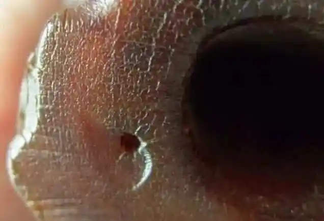 鉴别真假犀牛角看这篇就够了