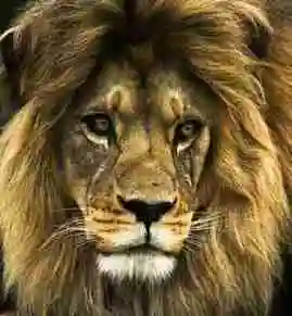 社会姐头像霸气社会人【点击鼠标右键下载】