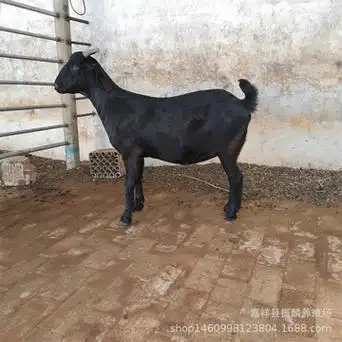 云南黑山羊 大耳种羊 努比亚黑山羊价格 山东黑山羊羊羔养殖