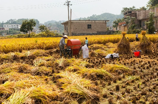 美图来了丰收的季节贵州大地变得色彩斑斓