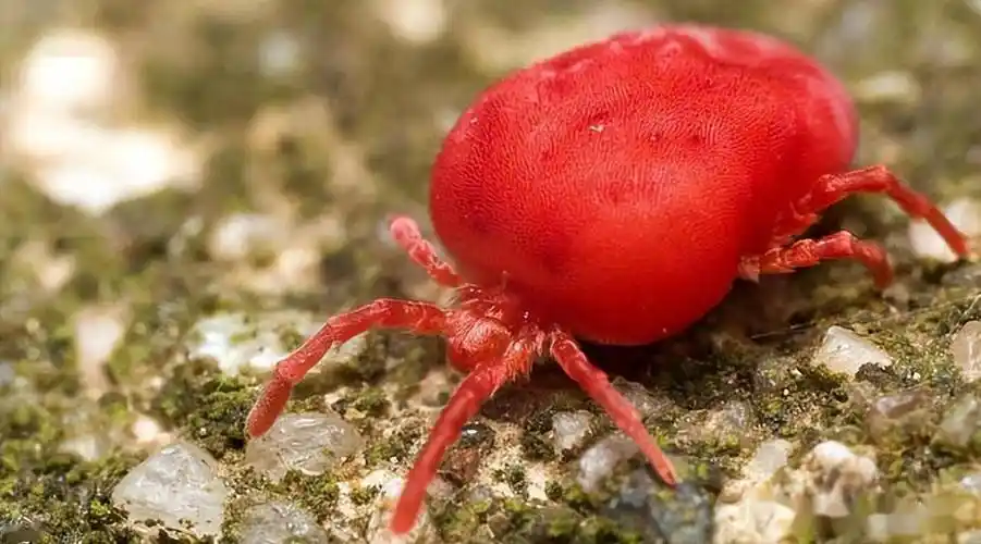 仔细看,水泥地上经常出现的红色小点,它们是活的_麻雀_路面_食物