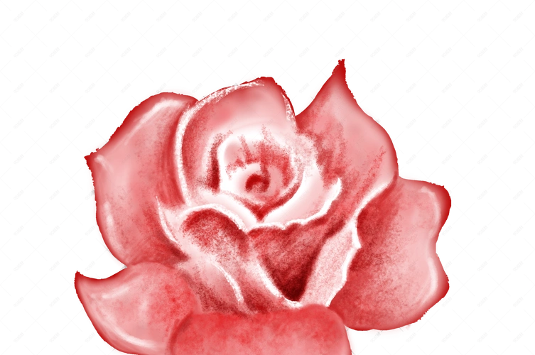 手绘粉红色玫瑰花花朵插画