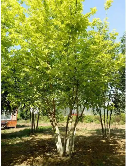 丛生金叶复叶槭