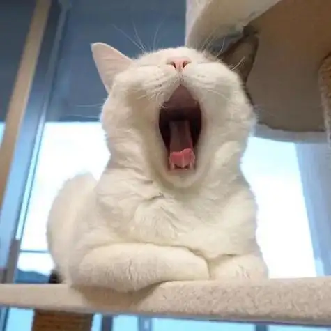 猫猫表情包萌头像打哈欠