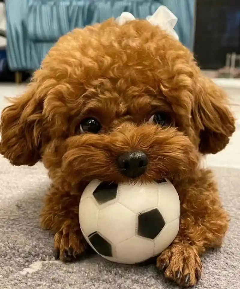 养了泰迪之后才知道的事!! 泰迪:别称"人精""卷毛犬" --怎样挑选一只