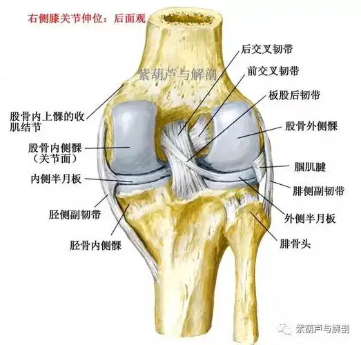 后交叉韧带:较前交叉韧带厚且坚固,平均长度38mm,厚度13mm,起自胫骨髁