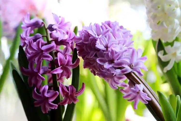 紫,粉 - 堆糖,美图壁纸兴趣社区