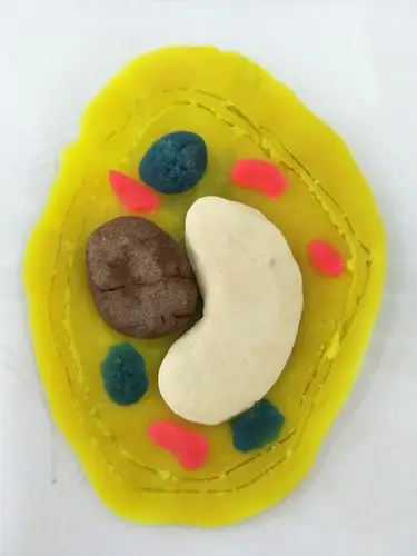 植物细胞模型制作精美的同学,跟大家分享一下! - 美篇