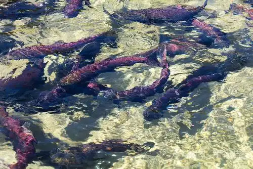 加拿大不列颠哥伦比亚省红色产卵红鲑鲑鱼