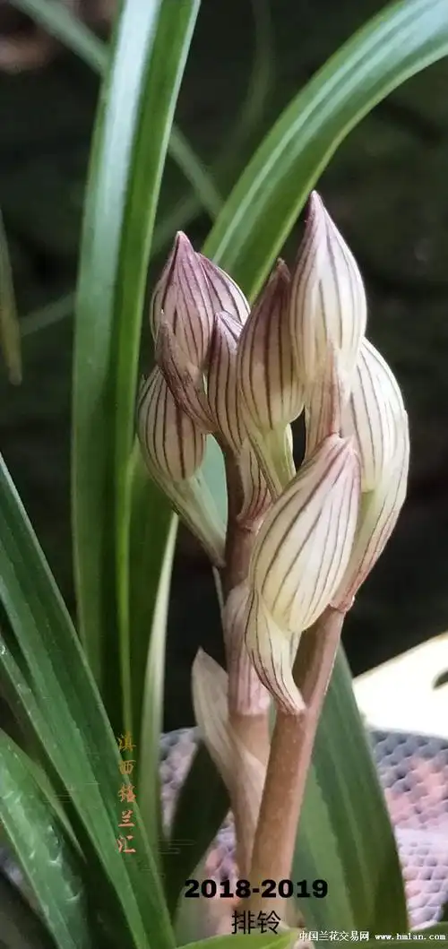 蟠桃圣荷---2020年云南莲瓣兰稀世珍品
