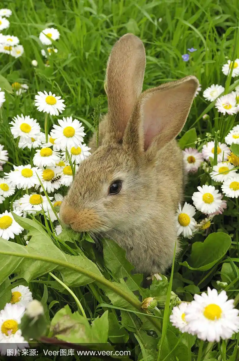 可爱的小兔子在草地上