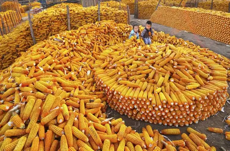 山西省长城摄影协会阳泉市分会闫庄玉米大丰收摄影作品