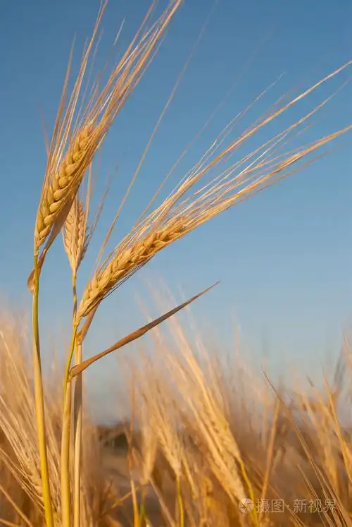 麦穗对蓝天