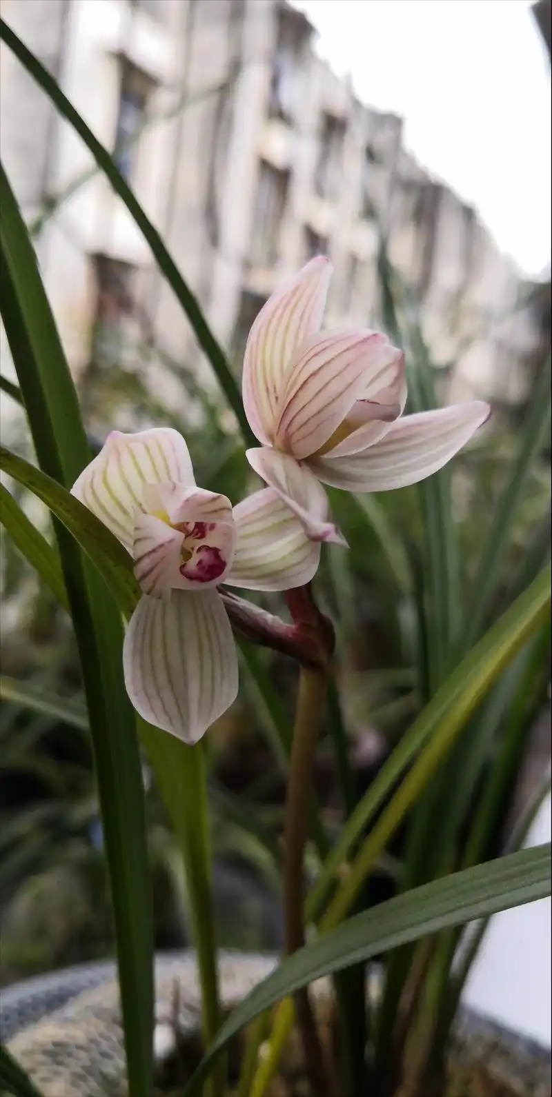莲瓣兰顶级荷瓣新品,花姿秀雅,香味清新悠远,千年难得的珍品