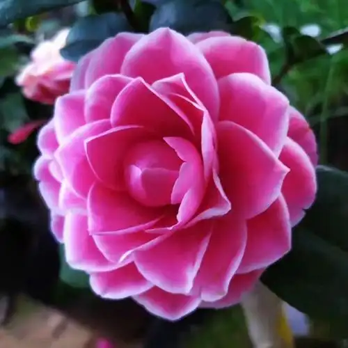 马可波罗福建龙岩永福进口名贵稀有品种茶花阳台时令草本花卉