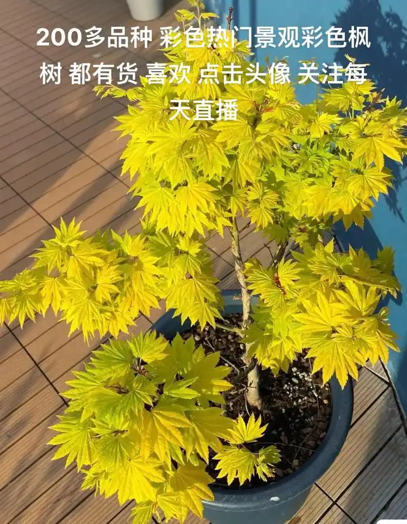 200多品种 彩色热门景观彩色枫树 都有货 喜欢 点击头像  - 抖音