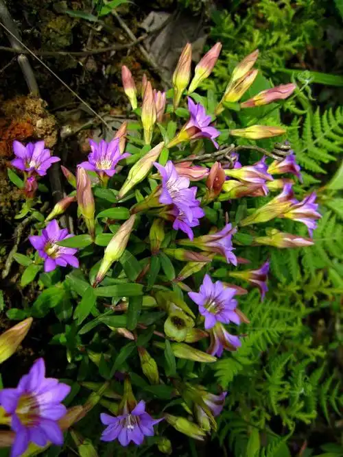 龙胆草(西藏拉萨林周县美食)