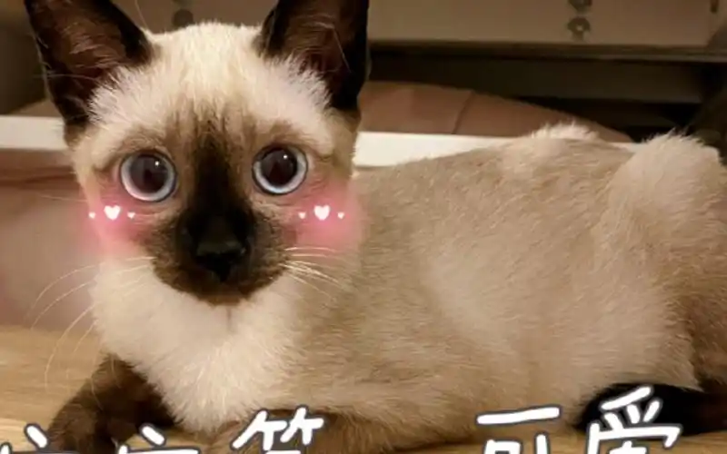 【暹罗猫】奶茶的表情包