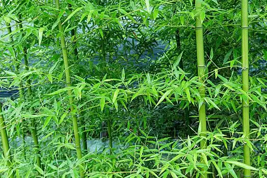 绿竹林图片_绿竹林图片大全_绿竹林图片素材