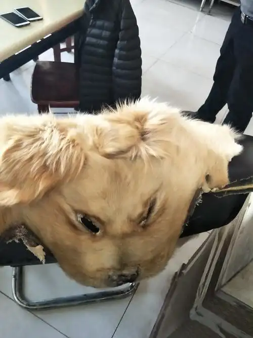 山东滨州:男子就餐座椅铺狗皮 网友高呼"真残忍"