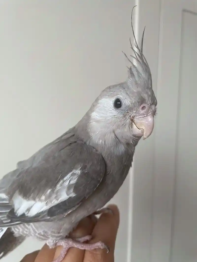 黑牛公母怎么分辨.#玄凤鹦鹉 #萌宠出道计划 鸟宝已经2个半 - 抖音