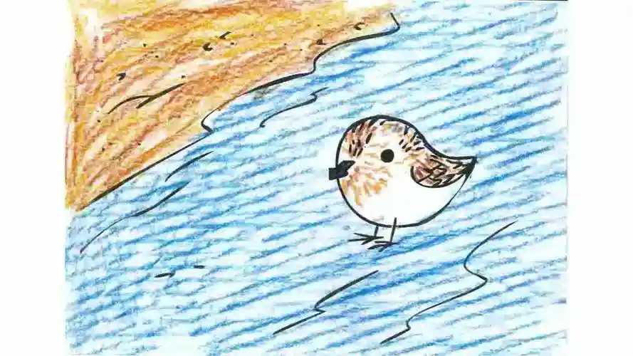 动画 | 勺嘴鹬的迁徙