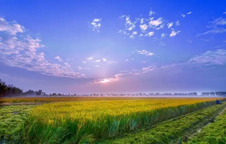 青岛蓝村清香水稻种植专业合作社"水稻节" "清香杯"摄影大赛获奖作品