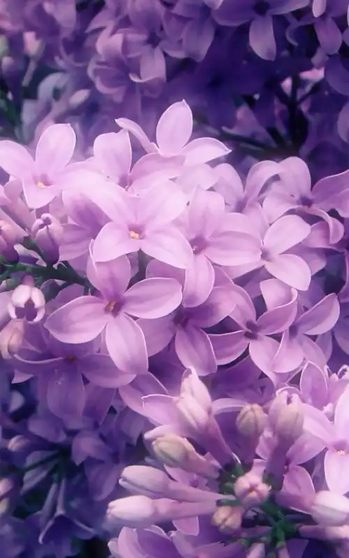 紫色清新唯美花朵植物壁纸手机桌面